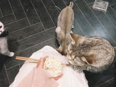 -猫色咖啡·猫咖