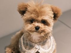 -帕帕拉兹宠物(亚洲旗舰店)