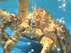 -蟹之国·精品蟹料理(极地店)