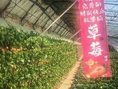 -大自然农场蔬菜草莓采摘园