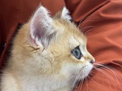 -纳吉亚猫专科动物诊疗中心(蒋宅口分院)