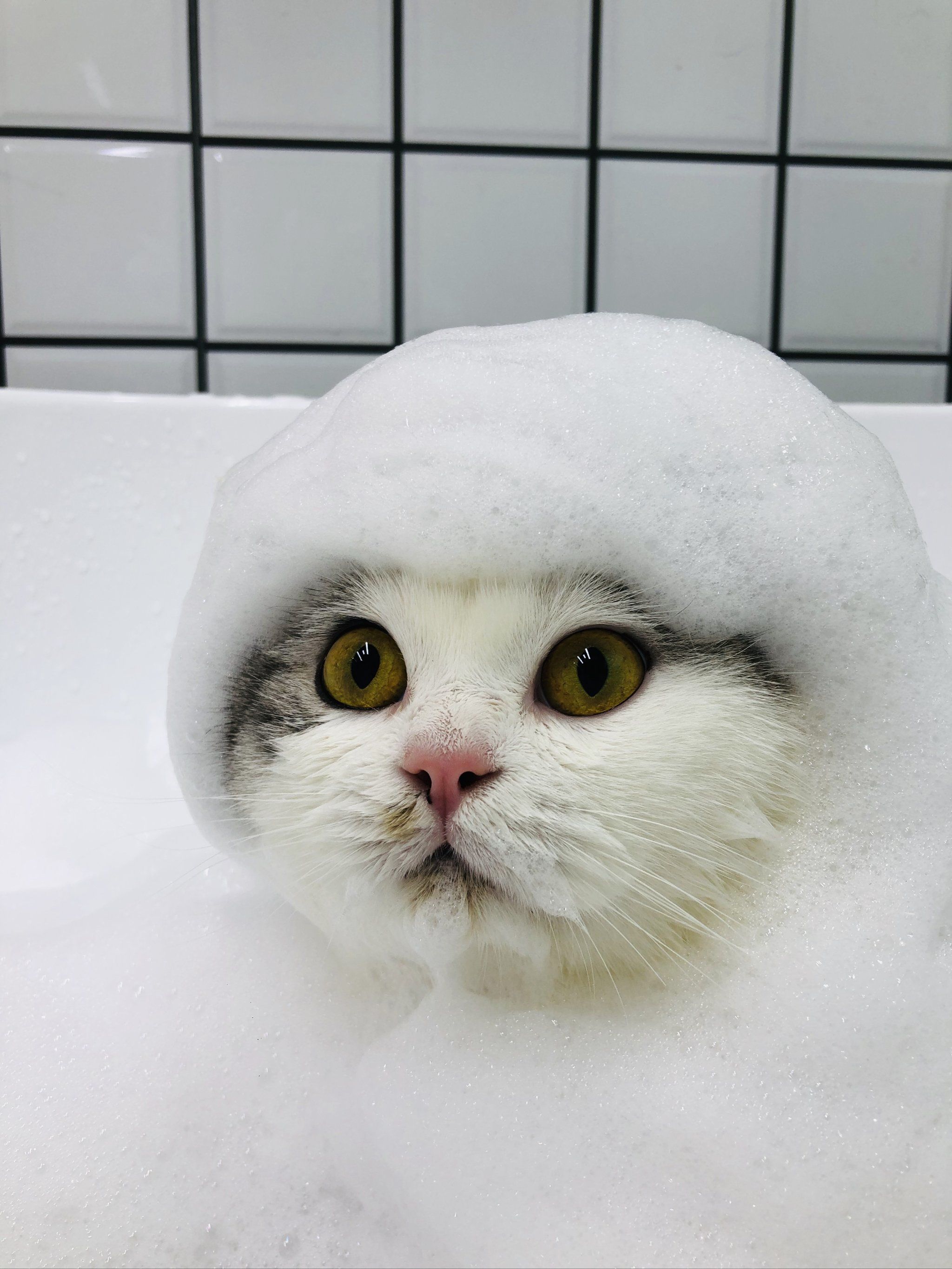 暖心怀抱～猫咪美容时