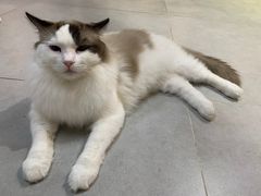 -Heymao猫咖.咖啡厅(东门店)