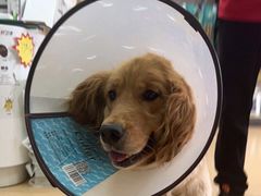 -小叮当动物医院·骨科·眼科