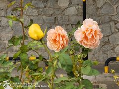 -北京植物园南门售票处