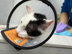 -安安宠医·臻爱宠物医院·宠保定点(营门口路分院)