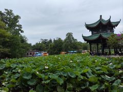 -桂湖森林公园