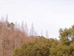 -亭林园-华藏寺