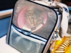 -伟伟宠物医院·CT影像中心·瑞派犬猫综合性门诊(汉口总院)