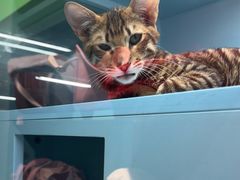 -FAELING PETS美天灵宠物(合生汇店)
