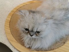-飞行喵MR PILOT|猫舍·猫咖(静安大融城店)