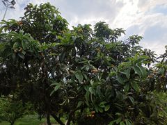 -成都中医药大学(温江校区)