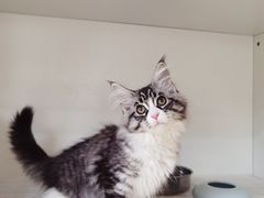 -lincat·猫舍(广州店)