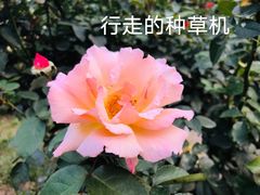 -国家植物园