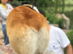 -大塘金香草谷