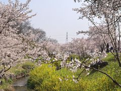 -羊山湖公园