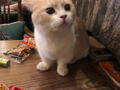 -猫色咖啡·猫咖