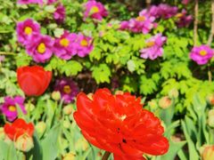 -洛阳郁金香牡丹园