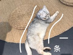 -Heymao猫咖.咖啡厅(东门店)