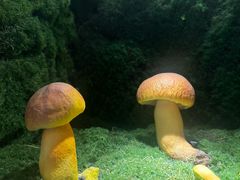 -芸山季·云南野生菌火锅(宝能环球汇店)