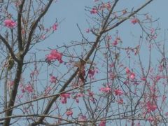 -天适樱花悠乐园
