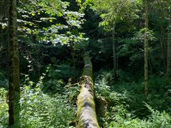 -五营红松林海景区