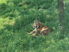 -西霞口神雕山野生动物世界