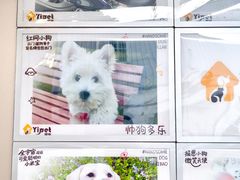 -翊宠yipet猫狗购宠庄园犬舍•猫舍