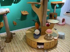 -柚子猫舍·精品猫舍购猫·猫咪认养·购宠·宠物店