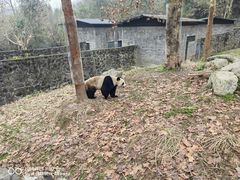 -都江堰中华大熊猫苑