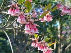 -梧桐山风景名胜区