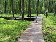 -黄海国家森林公园