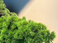 -阿嬷手作(深圳万象天地店)