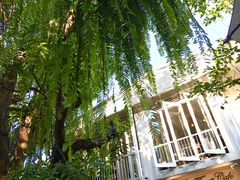 -Fern Forest Cafe