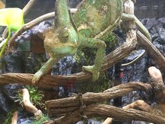 -上海大自然野生昆虫馆(东方明珠·爬宠昆虫探索中心)
