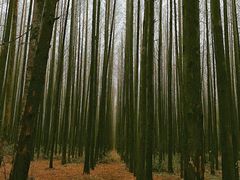 -山王坪喀斯特国家生态公园
