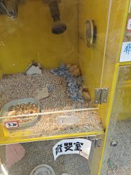 -神奇动物撸宠馆·羊驼·小浣熊·异宠(豫园店)