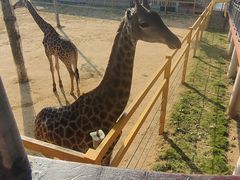 -西霞口神雕山野生动物世界