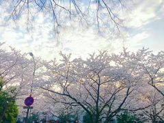 -武汉大学-樱园