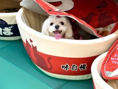 -帕帕拉兹宠物(亚洲旗舰店)