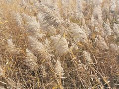 -野鸭湖国家湿地公园