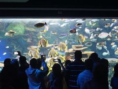 -瑞普利水族馆