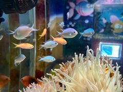 -太平洋海底世界