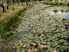 -东莞植物园