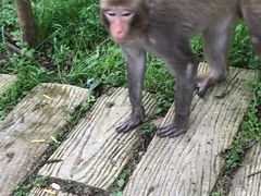 -木兰云雾山