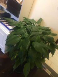 -L.MJ轻奢皮肤管理中心
