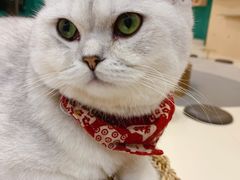 -飞行喵MR PILOT|猫舍·猫咖(静安大融城店)