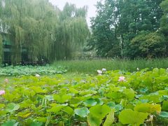 -莲湖公园