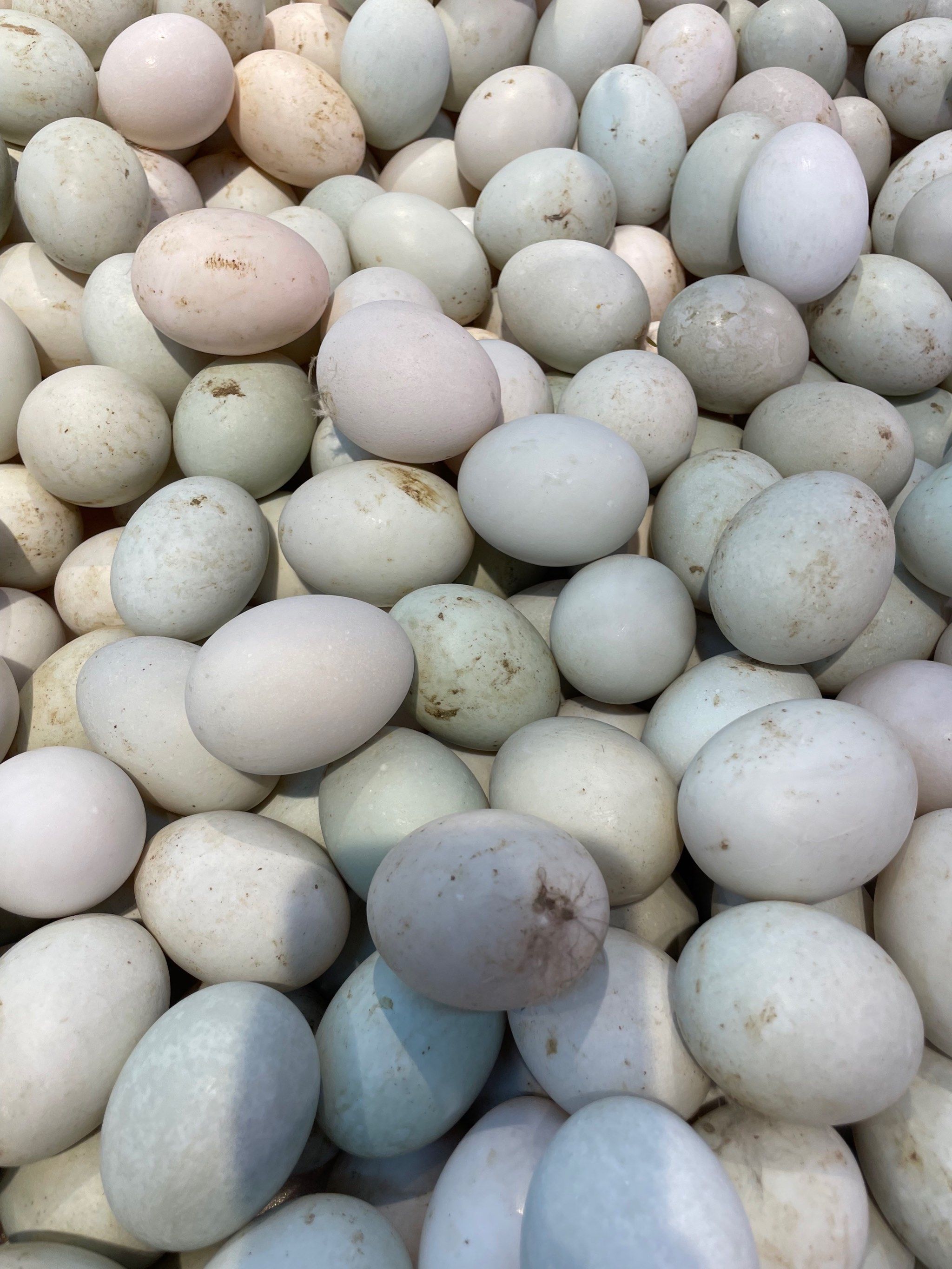 做烤鸭蛋的鸭蛋