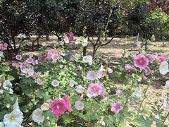 -太阳宫公园